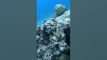 Baby Scorpion fish in open water but still hard to spot.