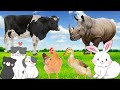 Lovely and magical moments of animals cows rabbits rhinos cats ducks dogs