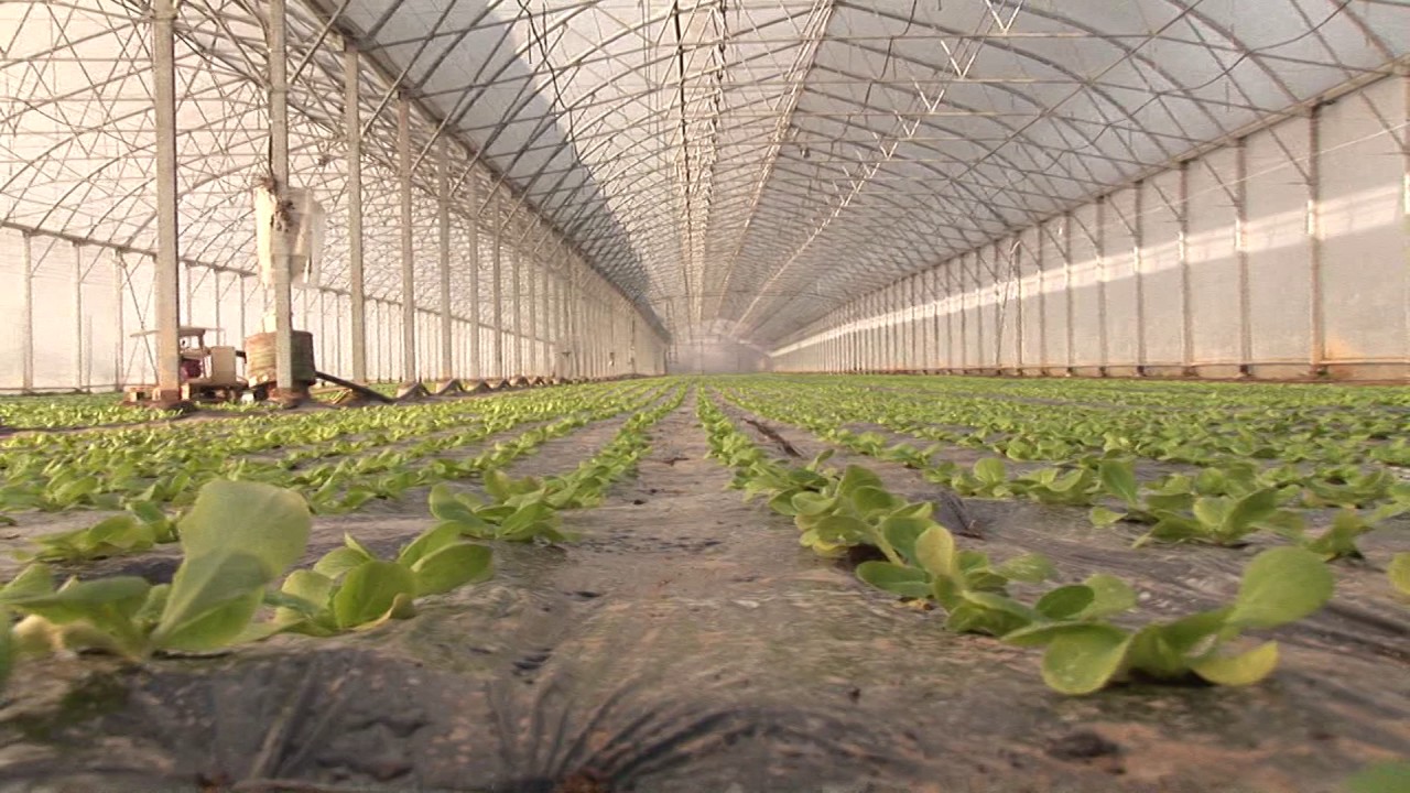 Zeolit – čini čuda u plasteniku!