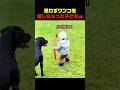 子どもに騙されたワンコの反応が可愛すぎたｗ #犬 #犬動画 #犬のいる暮らし #犬の反応 #面白い犬