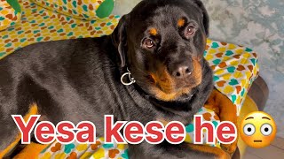 How is bruzzo so friendly?😳🤔|Rottweiler dog how so good| @Rottweilerthebruzzo9212