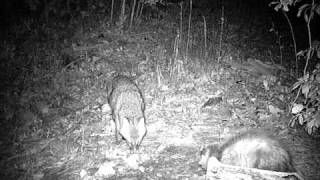 fox-vs-opossum.avi