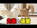 先輩猫が『ガチギレ』してまさかの出来事が！！