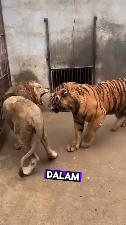 Siapa Raja Yang Sebenarnya? #harimau #singa #lion #tiger #faktamenarik #faktaunik