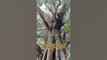 CÂY ĐA RỪNG ĐỘC LẠ CỔ THỤ TRÊN TÂY NGUYÊN XANH ĐẠI NGÀN TÂY NGUYÊN