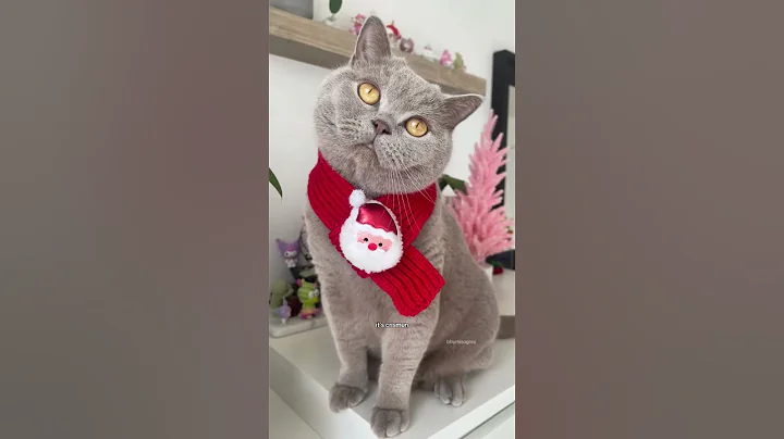 Video 6721371: britishshorthair funny pets catlover, britishshorthair pets funny cats, britishshorthair cat animals funny