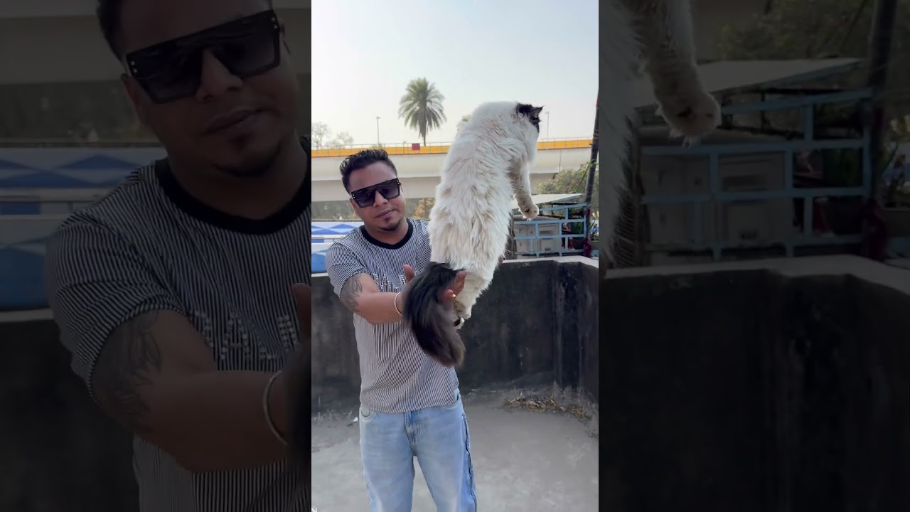 King Size Persian Cat Price in Kolkata. 