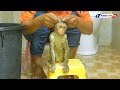 Beautiful Monkey, Cute Baby Luna Taking Bath Warm Water Routine