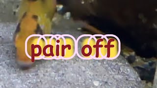 Breeding German Blue Rams  In A Nutshell fishbreeding