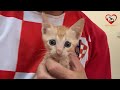 Kittens have SHORT tail - First Update for Harry and Sammy and more...