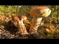 Осенний лес - золотая пора | Подосиновики и белые грибы в октябре 2022 | Закрытие сезона тихой охоты