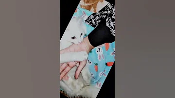 بيجدا هوا بيلا 