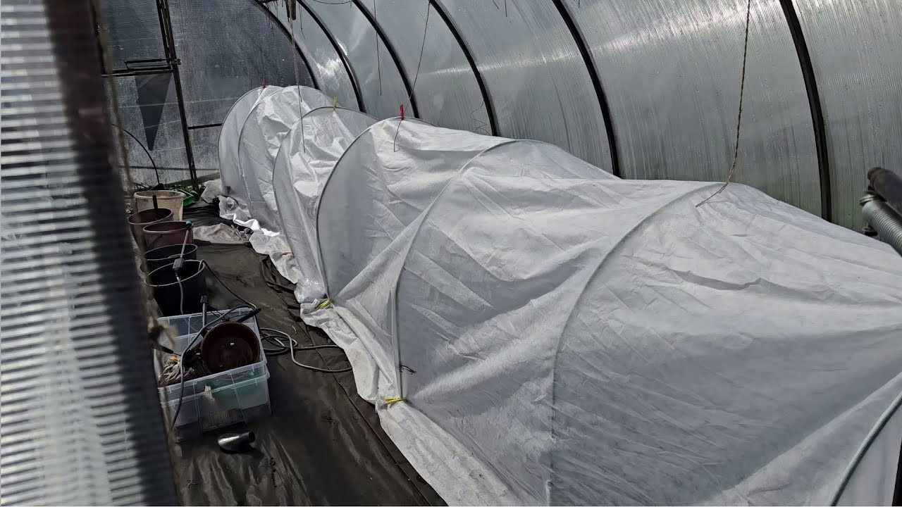 Как защитить растения в теплице от возвратных заморозков: проверенные способы