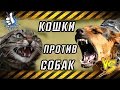 Агрессивные кошки или как кошки щемят собак КОШКИ против СОБАК #onutube