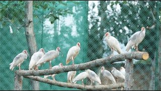 世界上最珍贵的鸟类，在日本被养灭绝，中国30年养出2500只！【小羽侃世界】