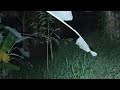 Live Misteri‼️Jalur Angker