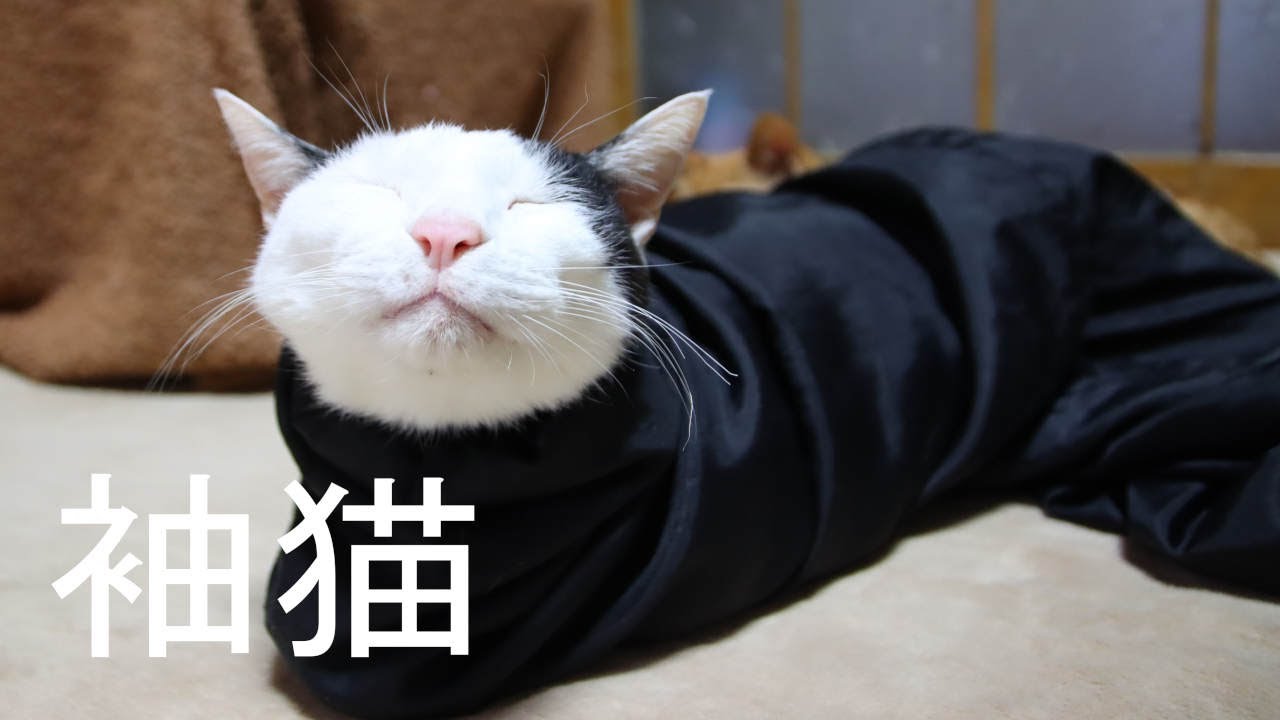 袖猫 2021 210315 - YouTube