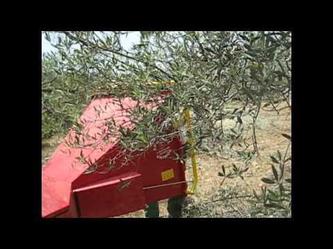 Olive trees pruning and shredding.