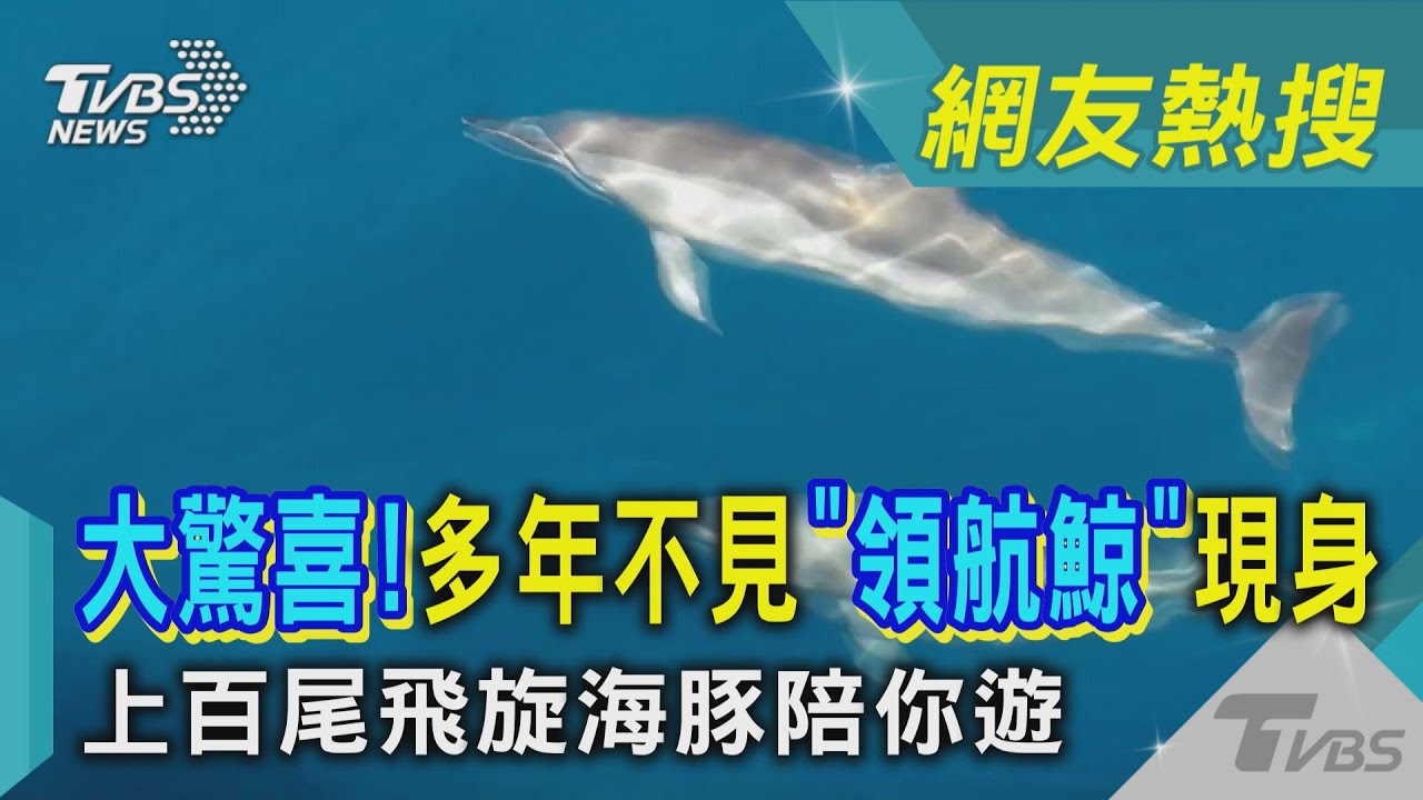 宜蘭龜山島賞鯨~被300隻海豚包圍，賞絕美Tiffany藍牛奶海☆哪哪麻☆