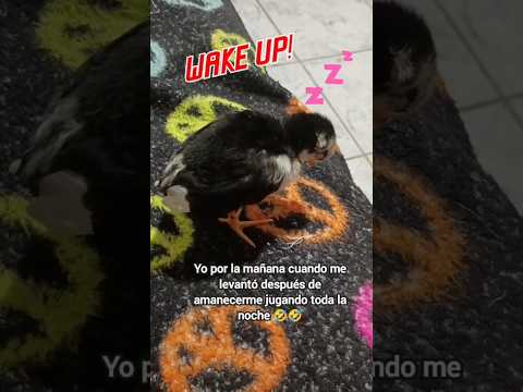 DESPIERTA!!! 🤣🤣🤣 #shorts #youcut #chicken #pets #funny #memes