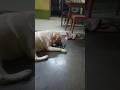 Simba Shorts Video Simba Shorts Video