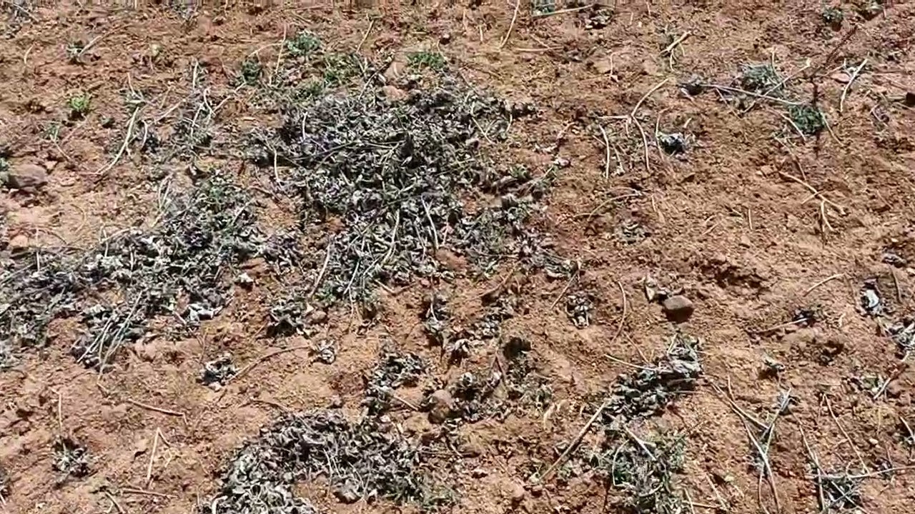 అనంతపురం జిల్లా చేగిచెర్లలో నా వజ్రాలవేట. 13/2/2026/ diamond hunting