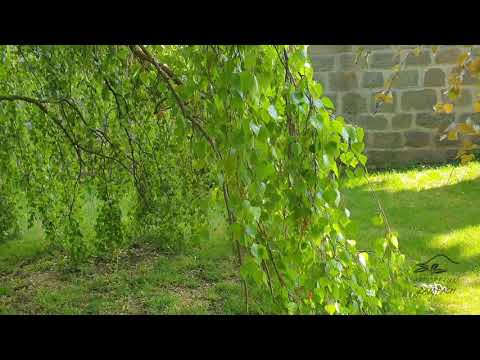 تصویری: توس یانگ (24 عکس): حلق آویز درخت گریان در طراحی چشم انداز ، شرح Betula Pendula Youngii ، نمونه هایی در طراحی چشم انداز