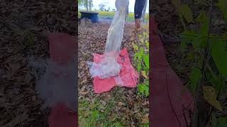 mukbangsendiri #food #culinary #cooking #foodculinary #traditionalculinary #youtubeshorts #reels