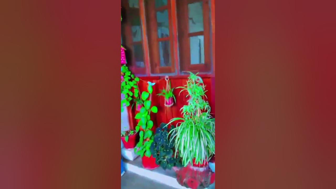 How To Arrange Flowers Pots YouTube