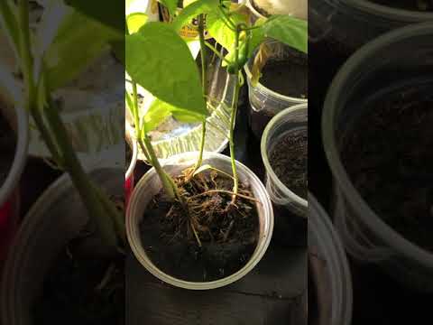 Video: Companions For Okra: Hvad er planter, der trives med okra i haven