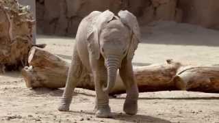 Baby Elephant Loving Life at Reid Park Zoo, Arizona