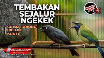 🔴 Tembakan Sejalur Cucak Cungkok Gacor Ngekek vs Srigunting Abu Abu Isian Greja Tarung Cililin Kunti