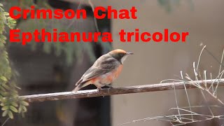 crimson chats Epthianura tricolor softbill  in aviary. screenshot 4