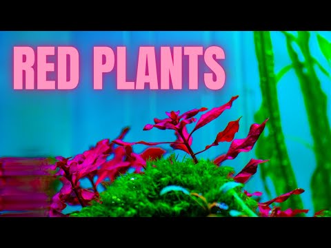 Video: Hydrilla Bitki Bilgileri - Hydrilla Bitki Yabani Otlarını Nasıl Öldüreceğinizi Öğrenin