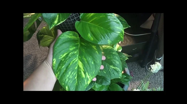 How to grow HUGE Pothos Leaves!