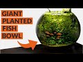 Heavily Planted Fish Bowl: 4 MONTH UPDATE