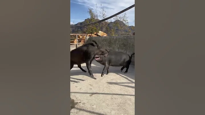 #shorts #pig #wildboar #minipig #piggy #pigs #piglife #minipigs #piglove #cutepig #piglet