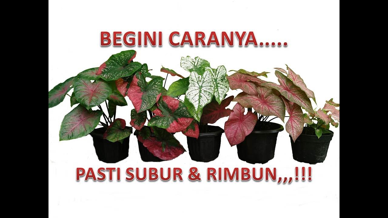 PASTI SUBUR DAN RIMBUN,,BEGINI CARA YANG BENAR MEMUPUK KELADI HIAS