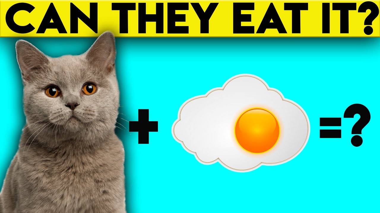 56 Best Photos Can Cats Eat Raw Parsley : Can Cats Eat Oatmeal and What Are The Benefits for Cats, # ...
