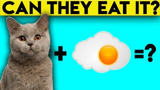 do cats like raw eggs