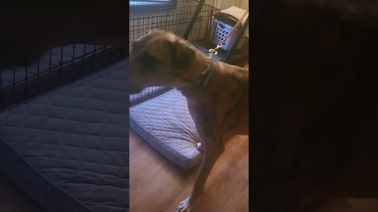 Working on demand barking