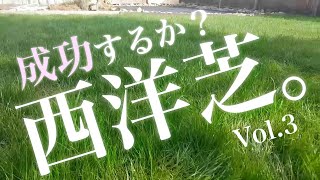 【西洋芝の種まき】 庭の再生だ！芝生は育つ？芝成功するのか？/Backyard Lawn Restoration