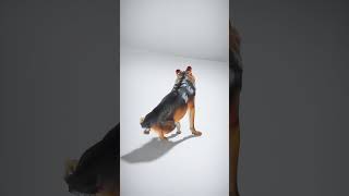 Realistic 3D Dog Model with Detailed Fur Texture - AI Rigged 3D Character