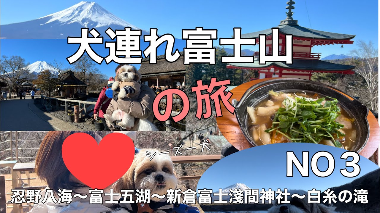 【シーズー】犬連れ一日かけて富士山周辺満喫しました！#シーズー#shihtzu #犬連れアラフィフ夫婦