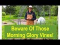 Early-Summer Organic Garden Tour 2015: Beware of Those Morning Glory Vines!