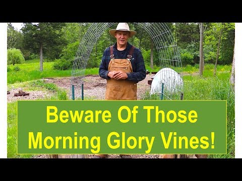 Early-Summer Garden Tour 2015: Beware of Those Morning Glory Vines!