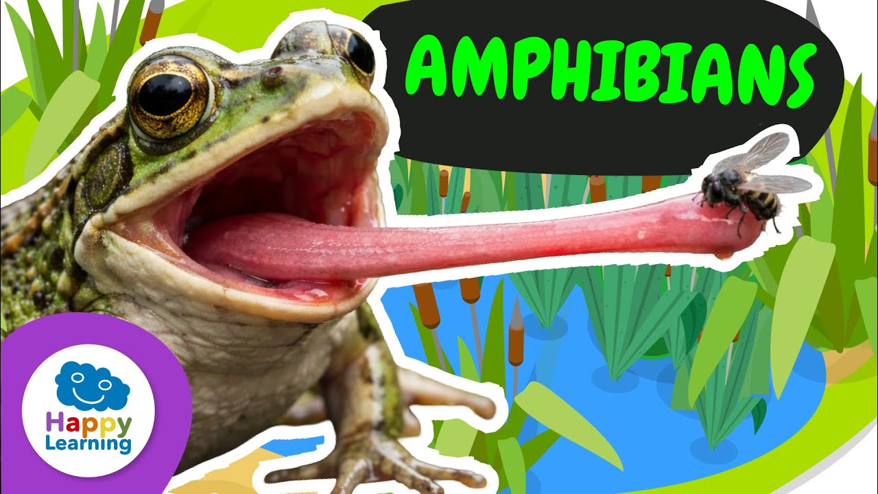 🐸 AMPHIBIANS: They BREATHE Through Their SKIN! | Educational Videos for Children | @HappyLearningEN
