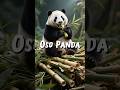 Panda #animal #animals #osopanda #panda 🐼