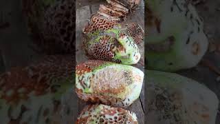 Sarang Semut Papua | genus myrmecodia #sarangsemut #khasiatsarangsemut #shorts