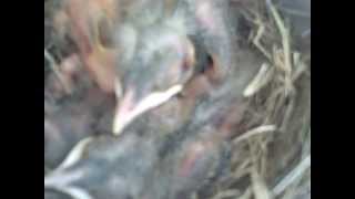 Baby Birds Episode 2b